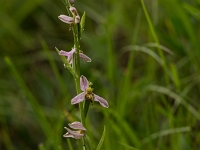 16 06 Ophrys abeille var. trollii 0006